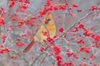 Northern Cardinal female in Winterberry bush-Marion County-Illinois Art Print